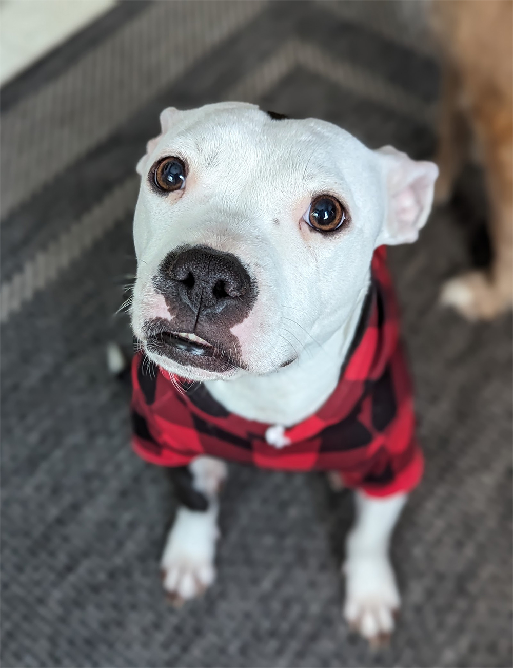 Greer, 4 year old Staffy