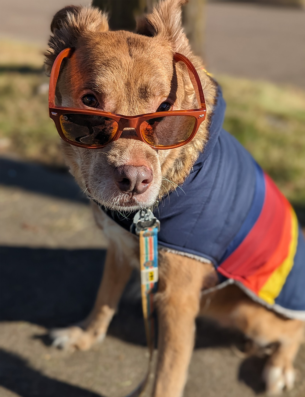 Kimber, 12 year old Pit Mix