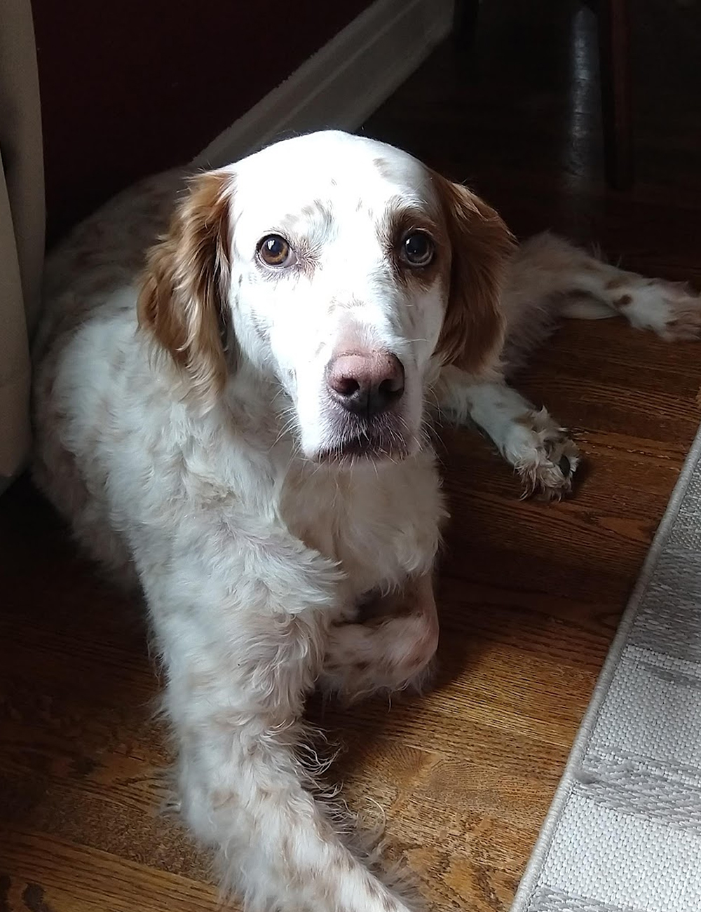 Remington, 16 year old English Setter